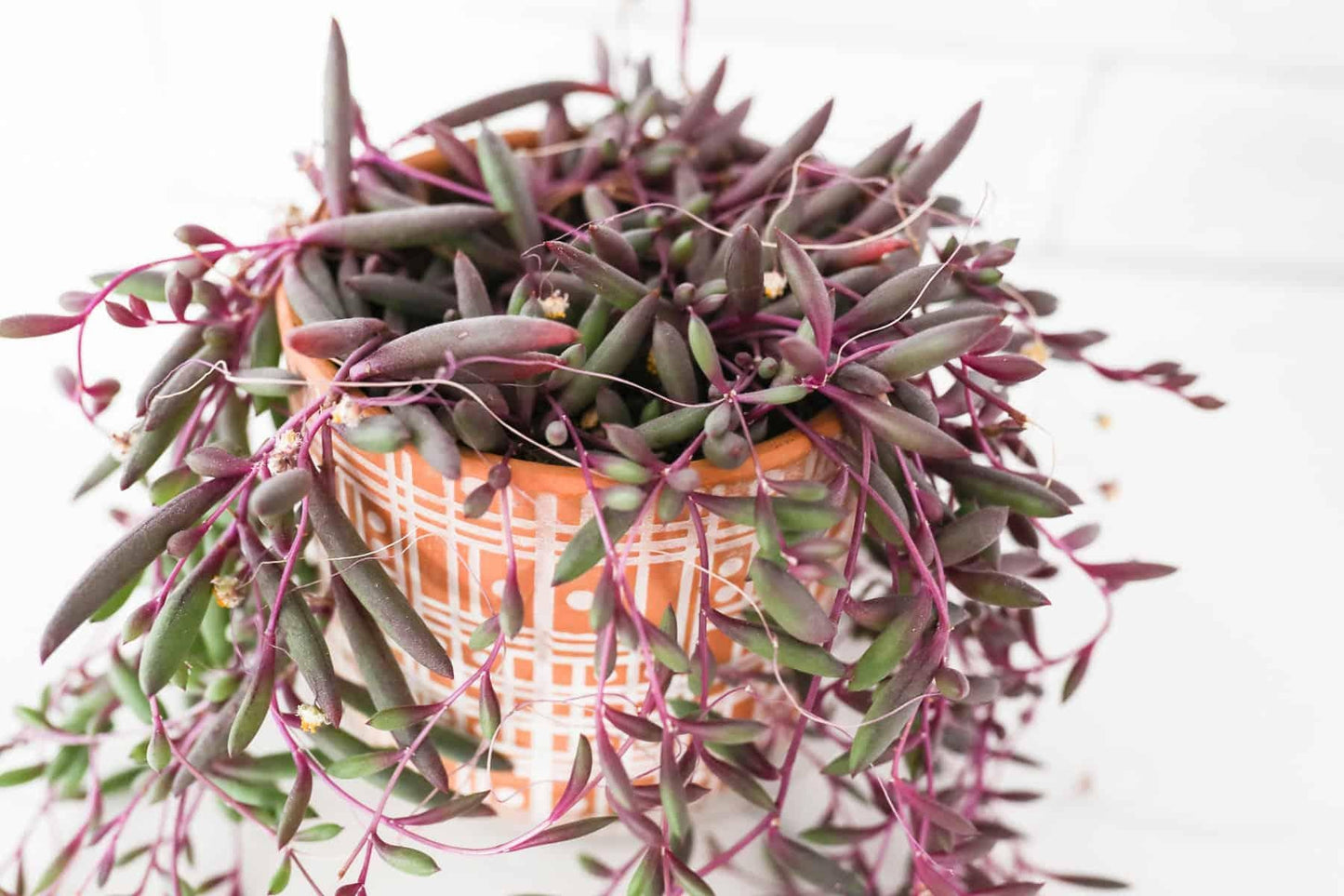 Succulent Ruby Necklace - View 8 from www redcrocus com