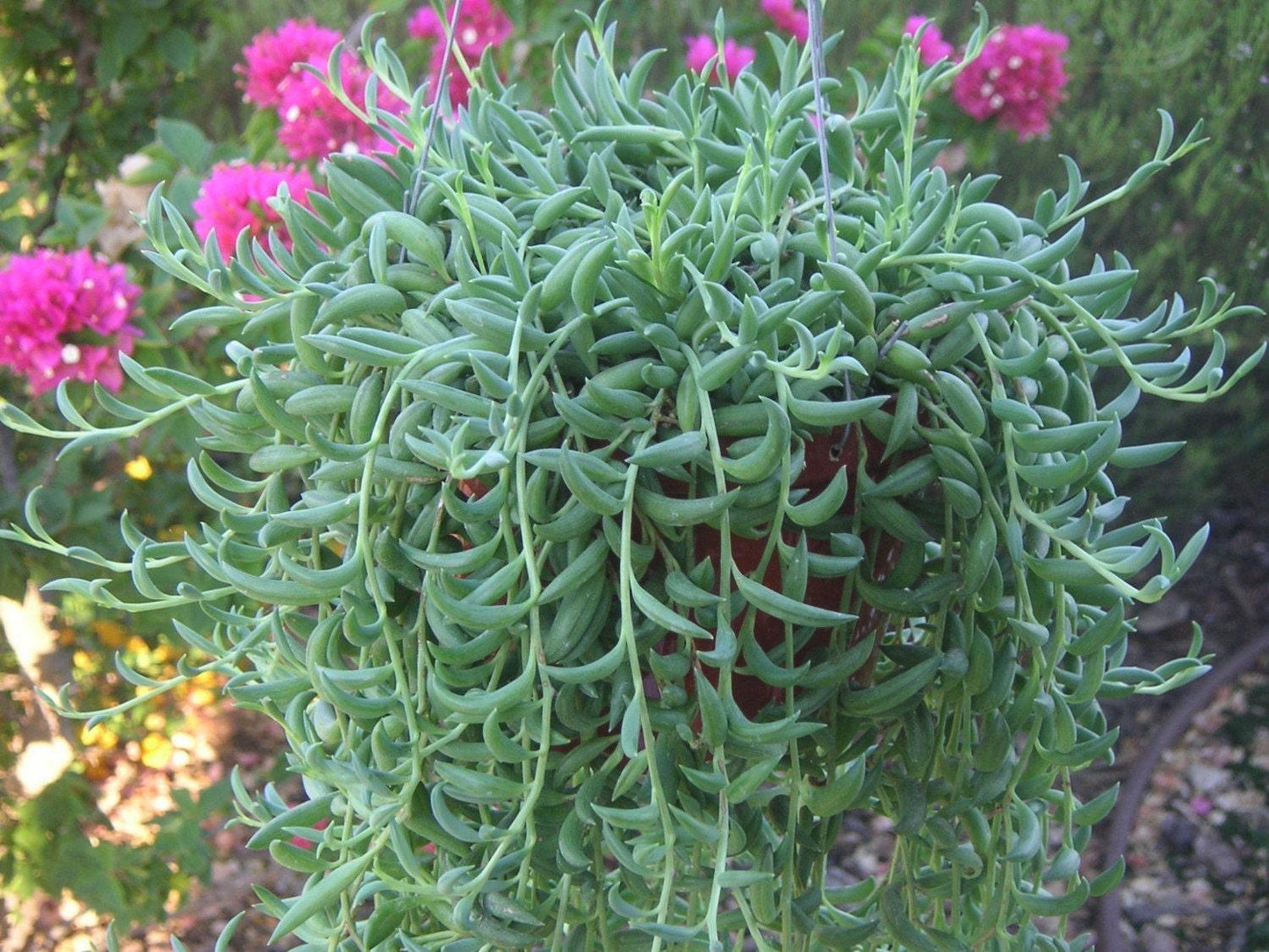 Succulent String Of Bananas - View 10 from www redcrocus com