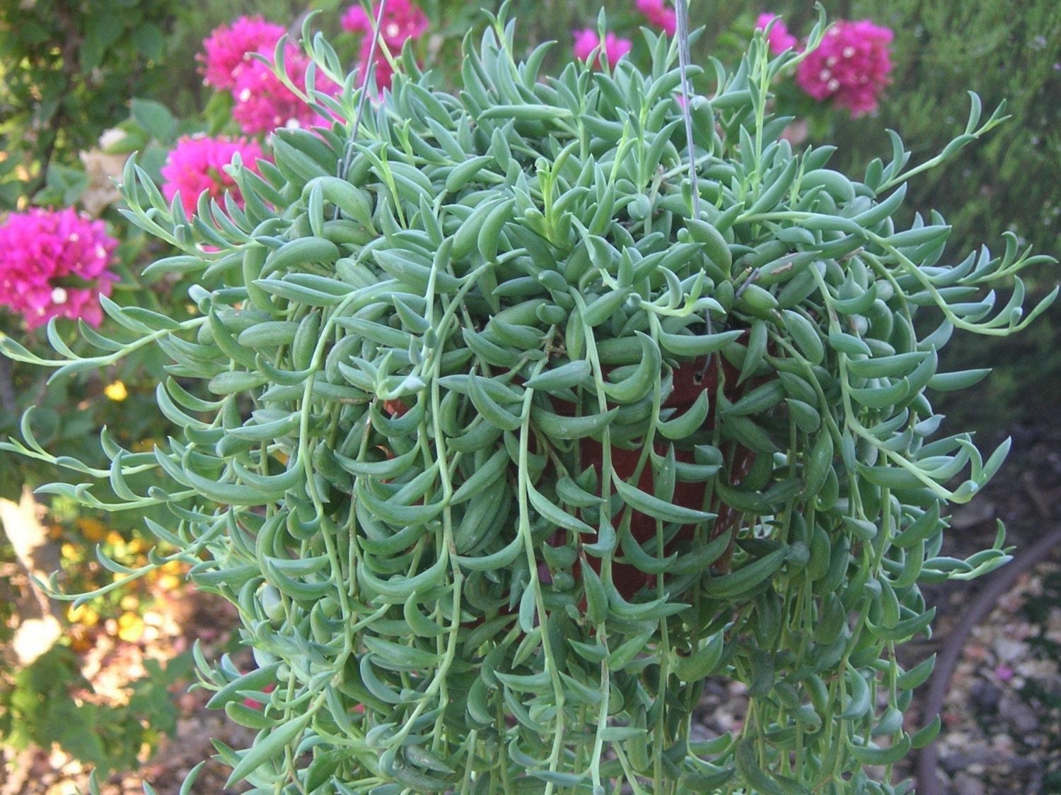 Succulent String Of Bananas - View 10 from www redcrocus com