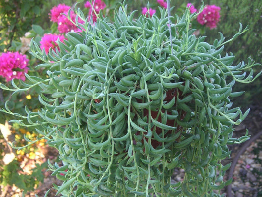 Succulent String Of Bananas - View 10 from www redcrocus com