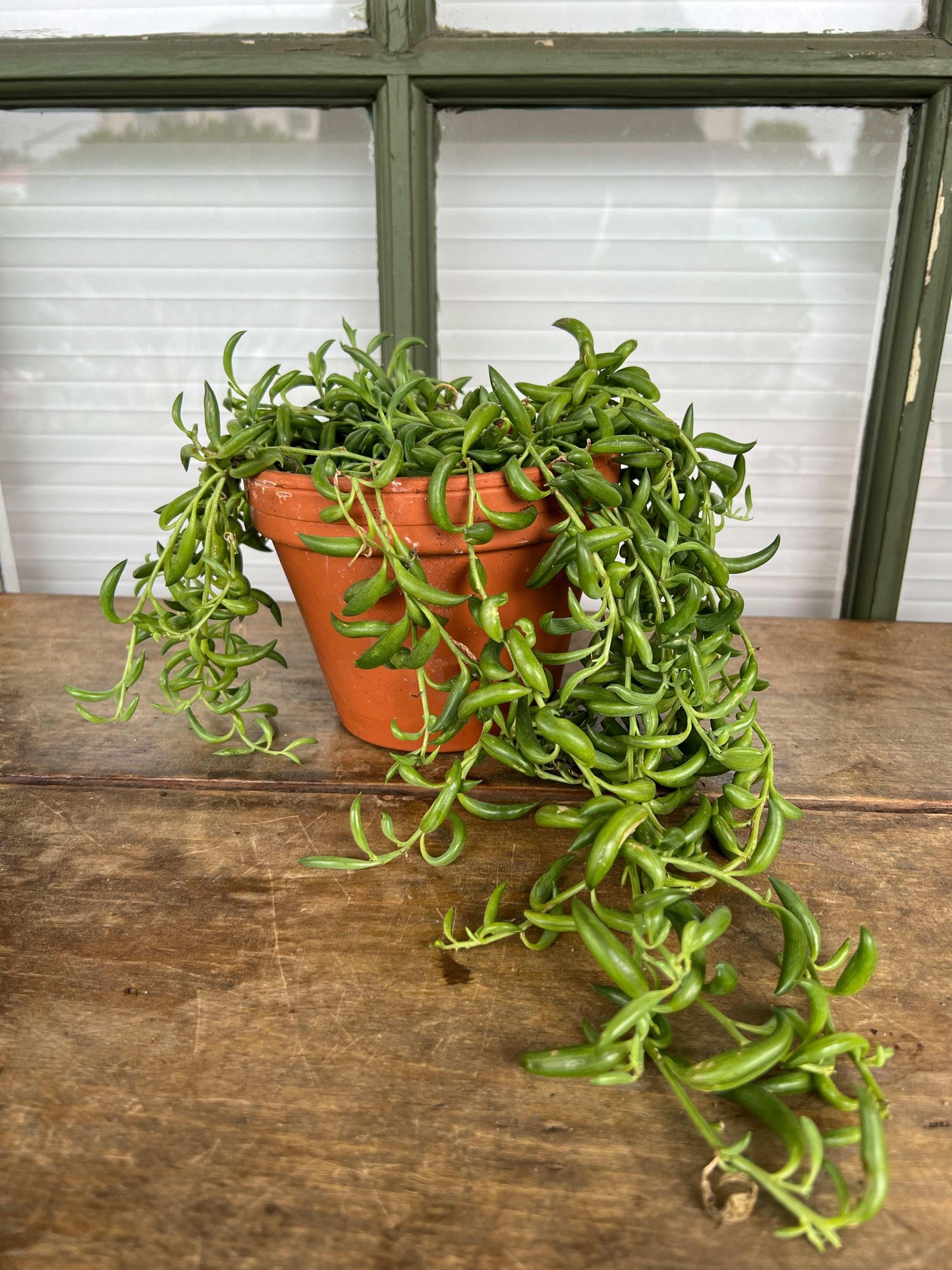 Succulent String Of Bananas - View 11 from www redcrocus com