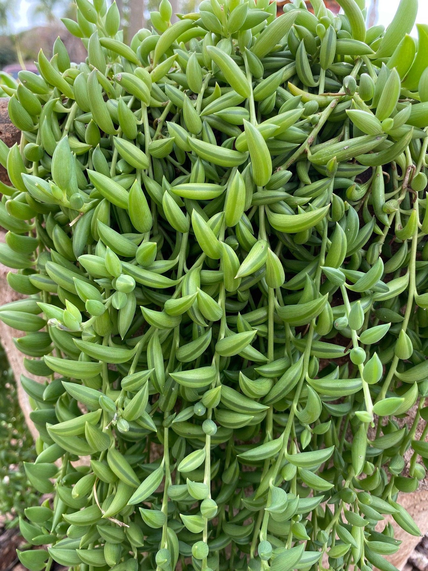 Succulent String Of Bananas - View 12 from www redcrocus com