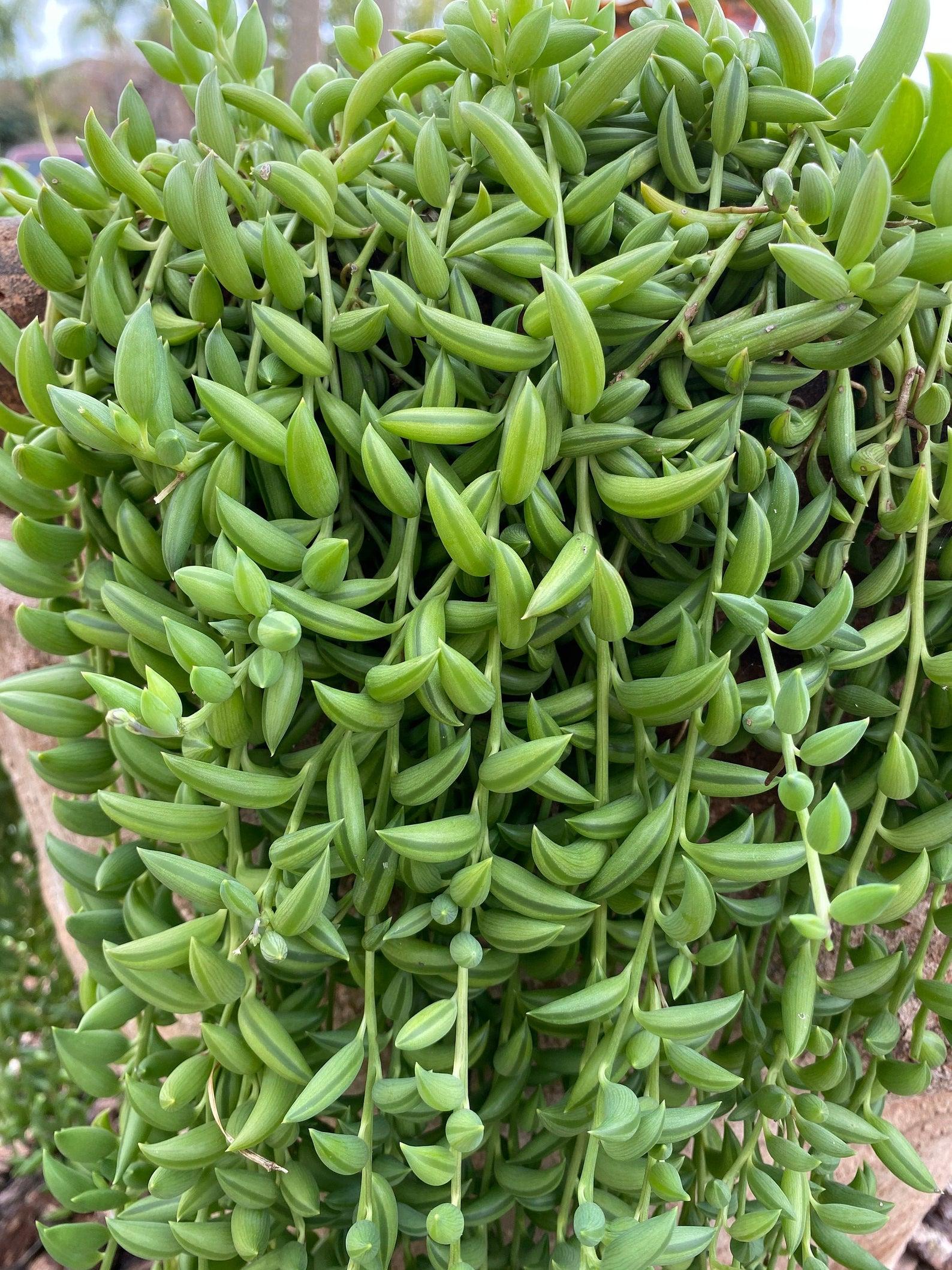 Succulent String Of Bananas - View 12 from www redcrocus com