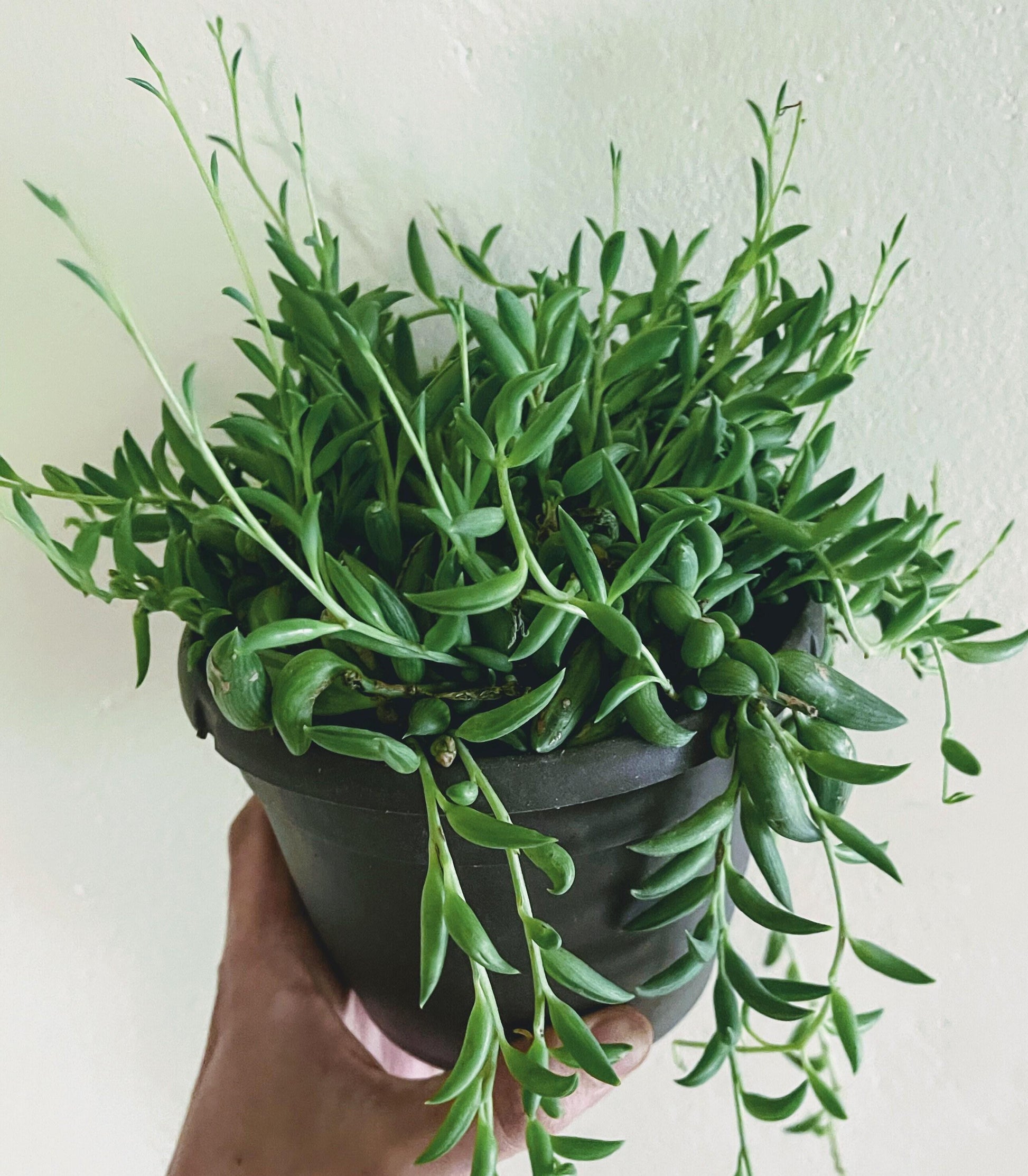 Succulent String Of Bananas - View 13 from www redcrocus com
