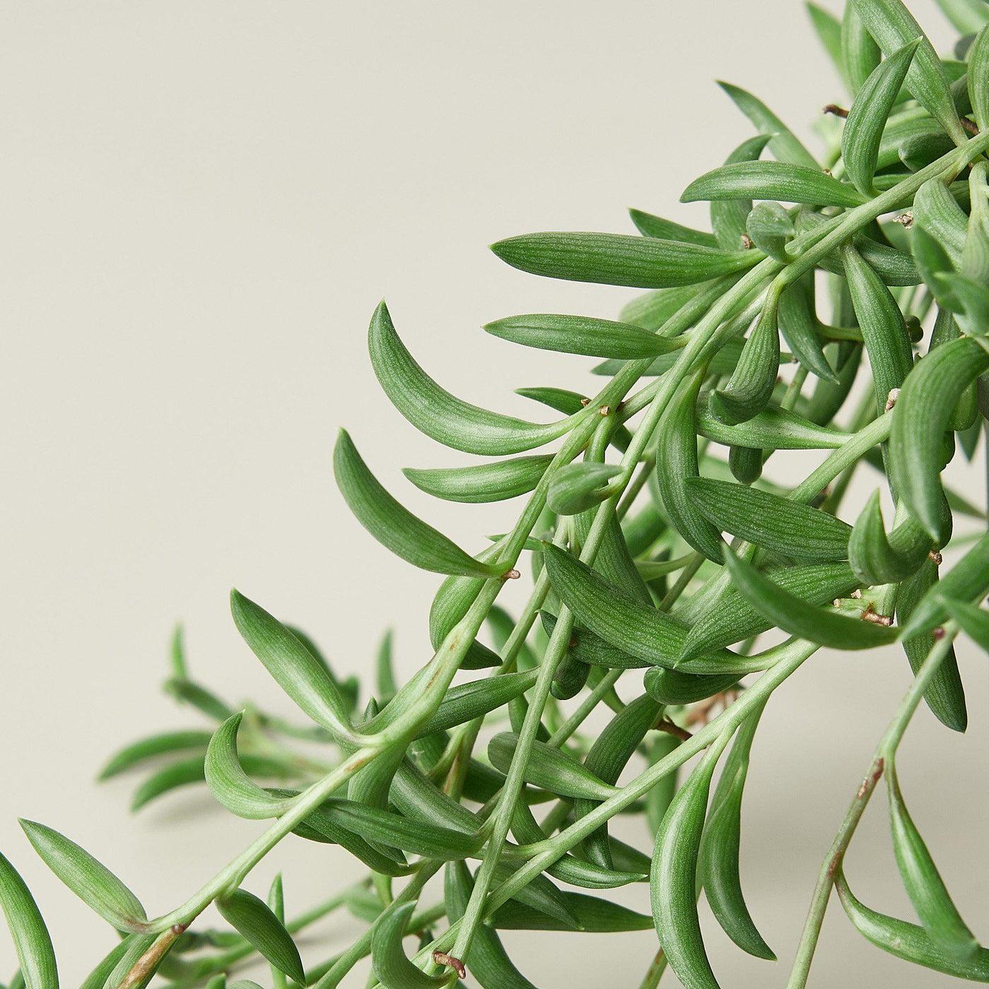 Succulent String Of Bananas - View 14 from www redcrocus com