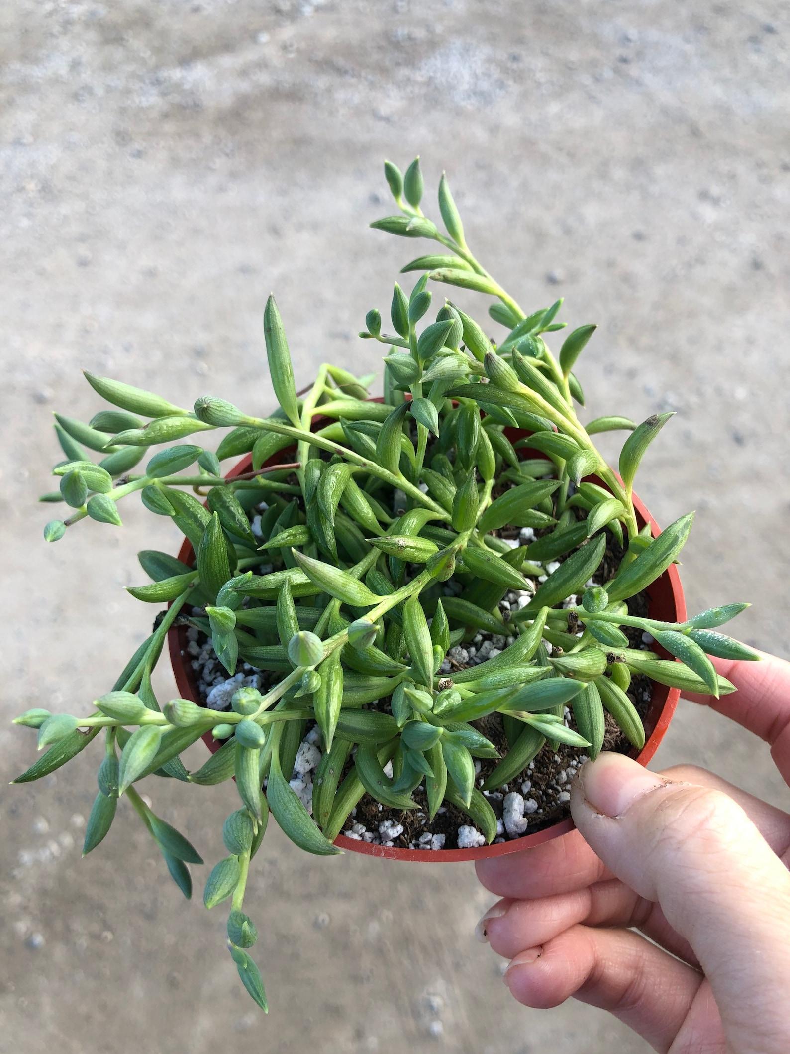Succulent String Of Bananas - View 15 from www redcrocus com
