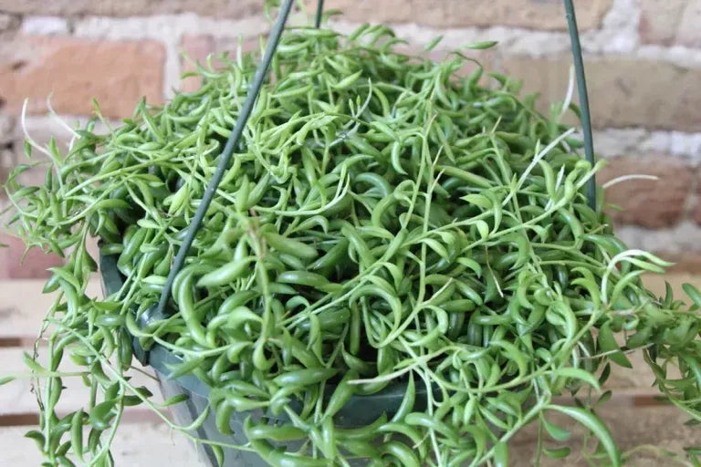 Succulent String Of Bananas - View 15 from www redcrocus com