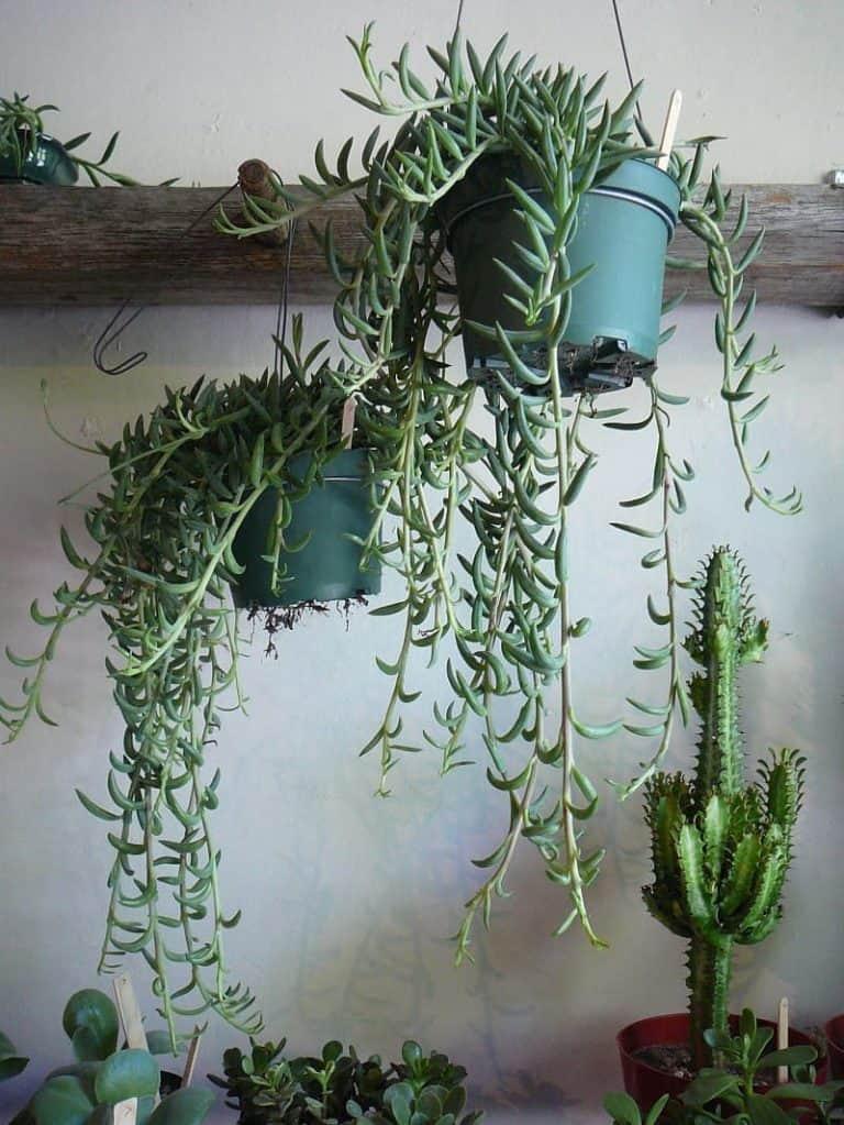 Succulent String Of Bananas - View 17 from www redcrocus com
