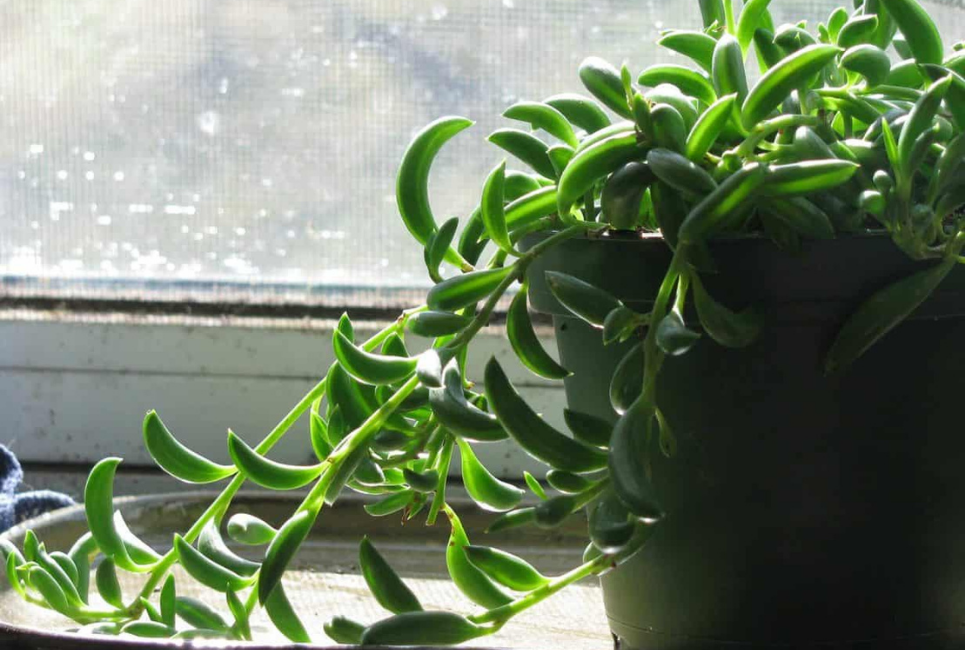 Succulent String Of Bananas - View 17 from www redcrocus com