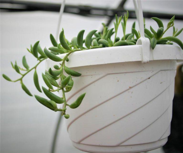 Succulent String Of Bananas - View 18 from www redcrocus com