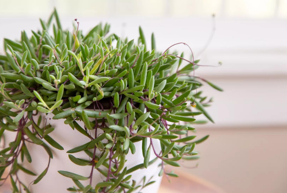 Succulent String Of Bananas - View 18 from www redcrocus com
