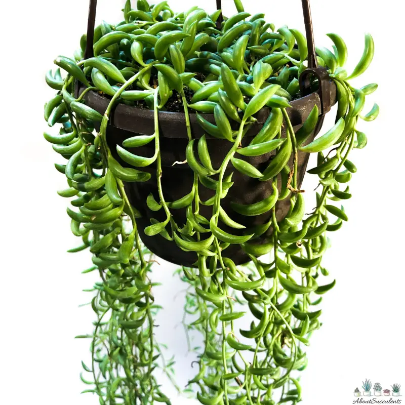 Succulent String Of Bananas - View 2 from www redcrocus com