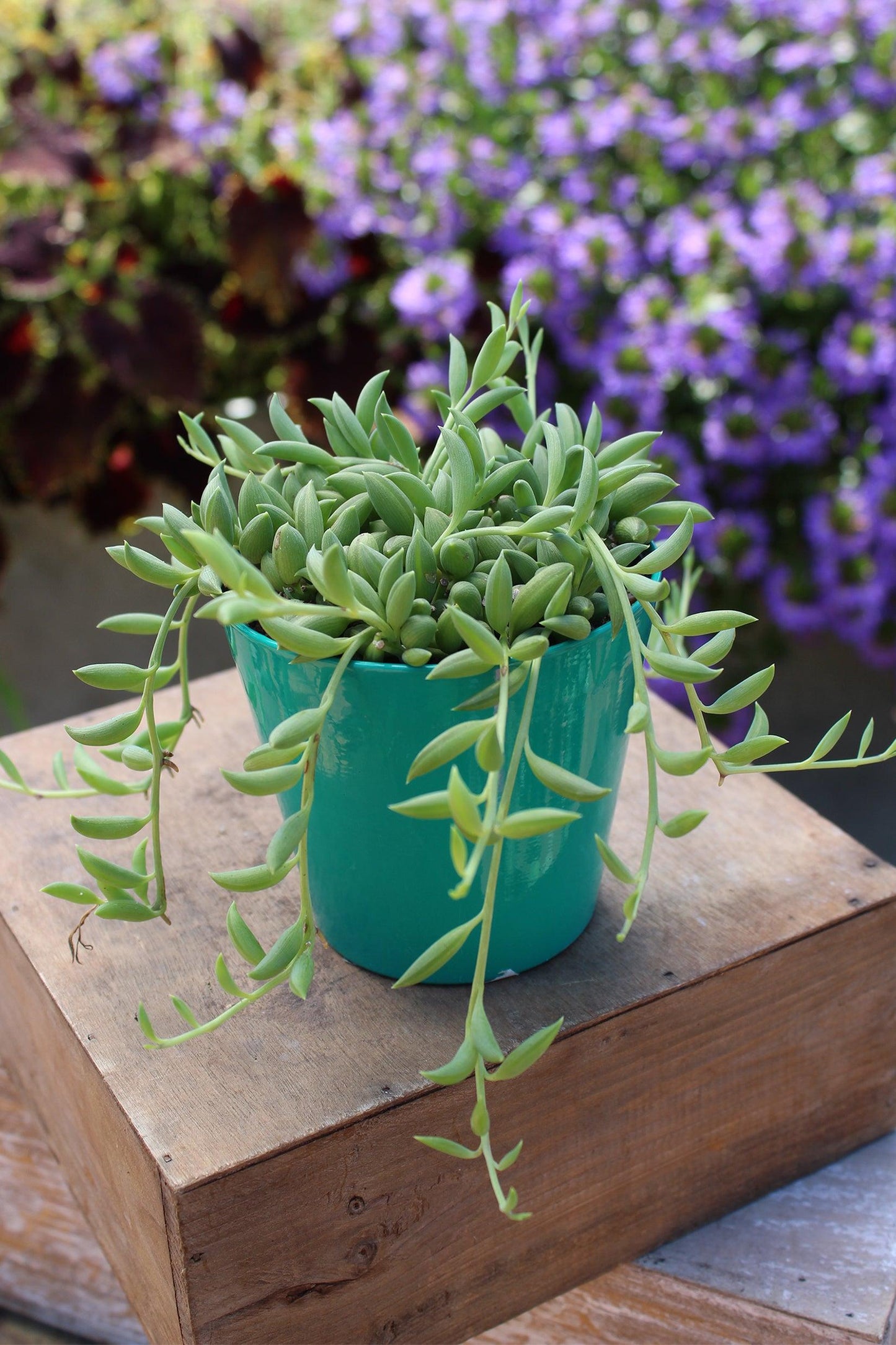 Succulent String Of Bananas - View 3 from www redcrocus com