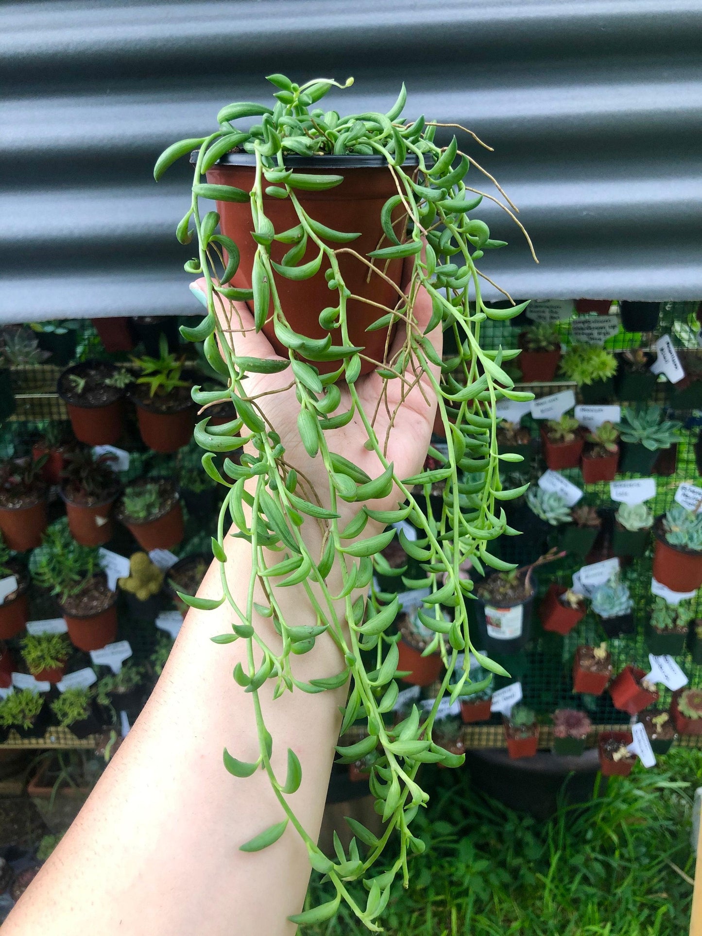 Succulent String Of Bananas - View 4 from www redcrocus com