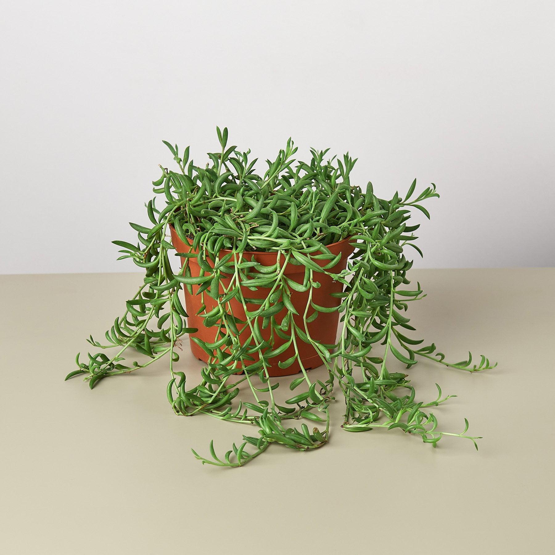 Succulent String Of Bananas - View 5 from www redcrocus com