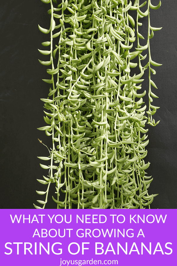 Succulent String Of Bananas - View 5 from www redcrocus com