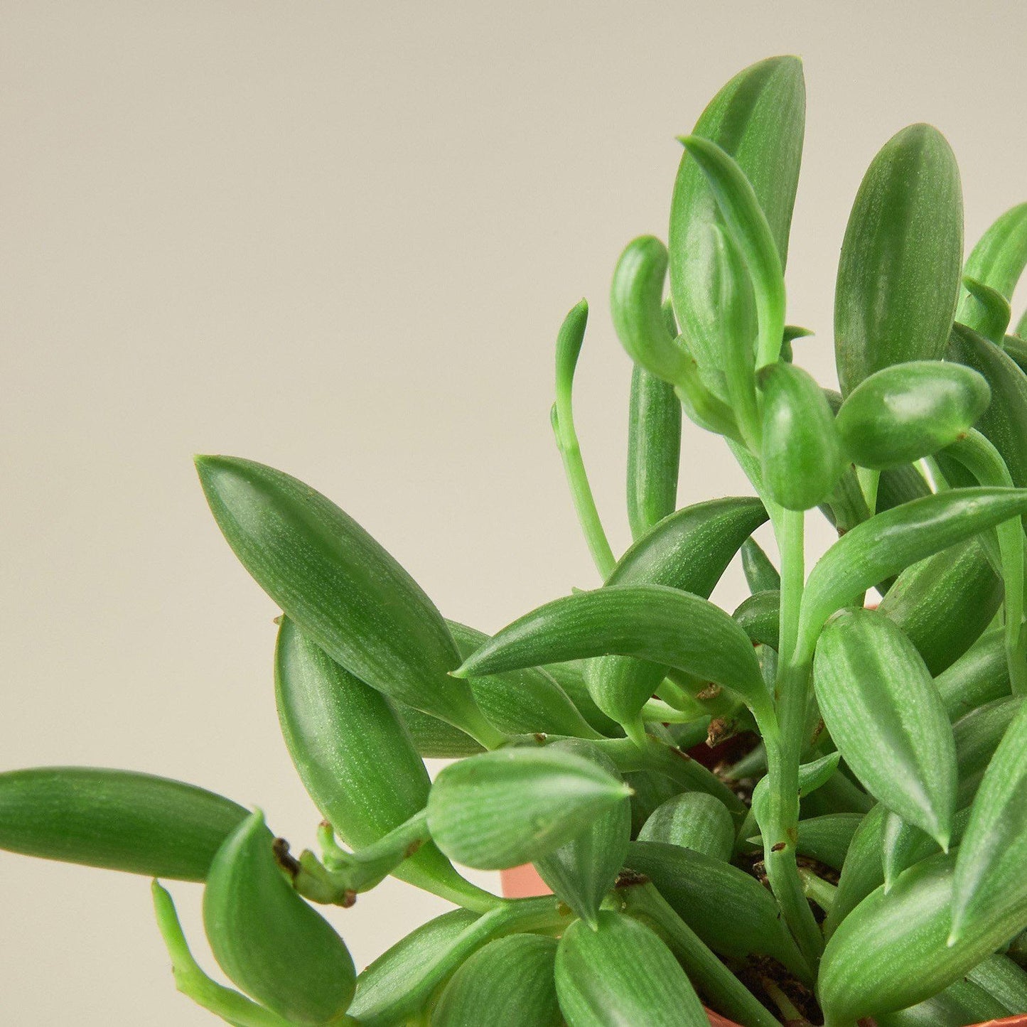 Succulent String Of Bananas - View 6 from www redcrocus com