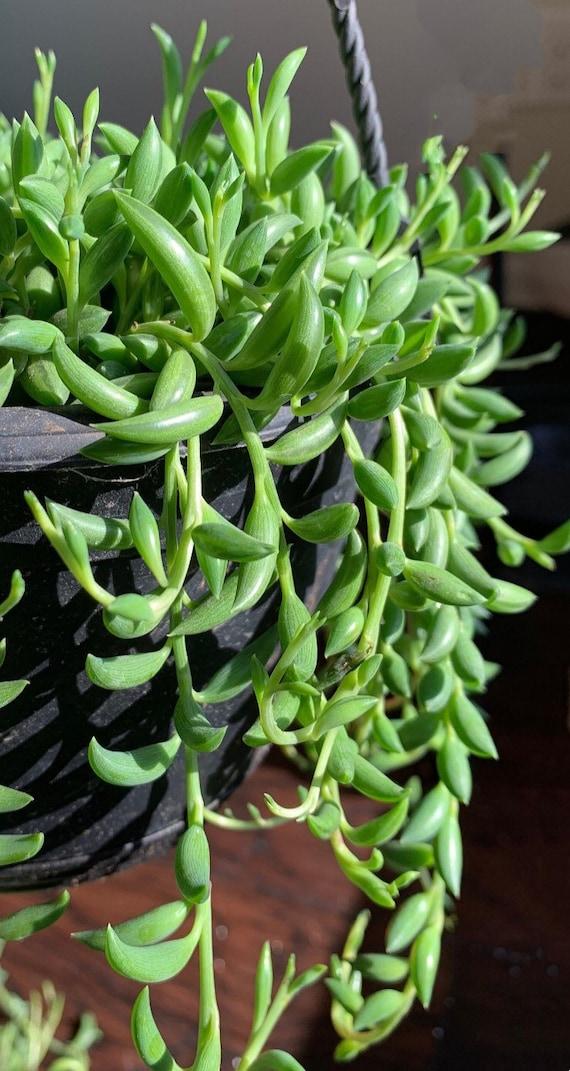 Succulent String Of Bananas - View 8 from www redcrocus com