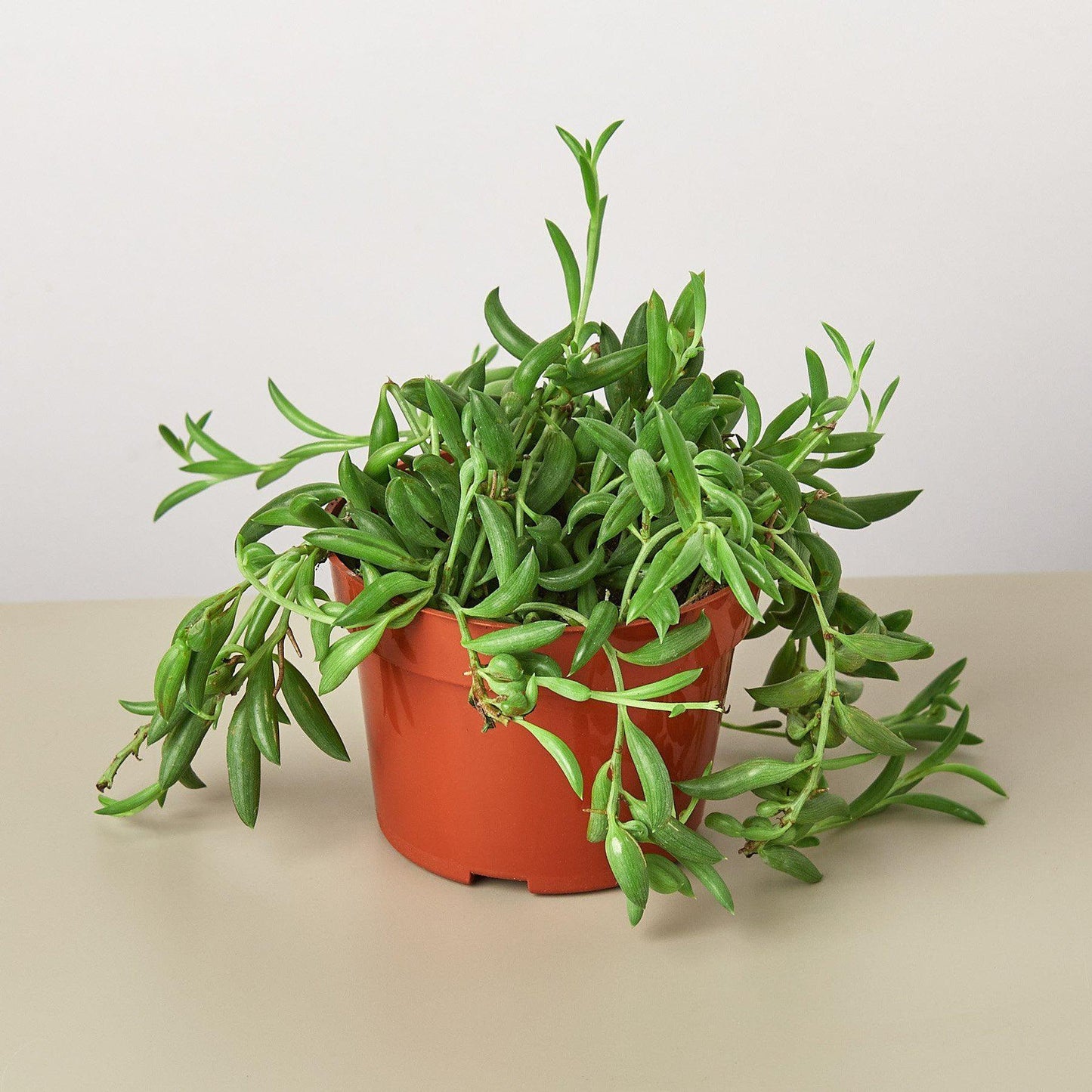 Succulent String Of Bananas - View 9 from www redcrocus com