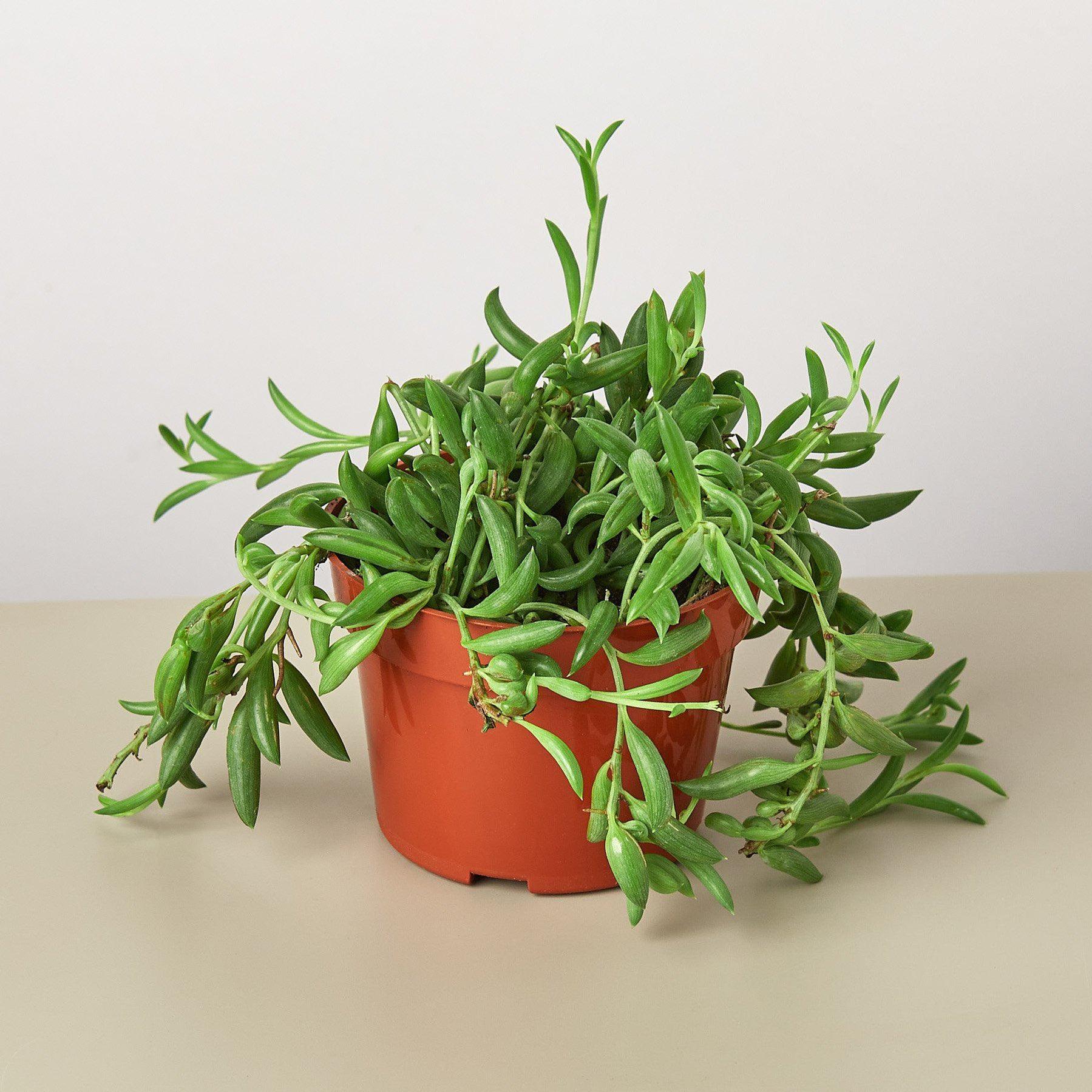 Succulent String Of Bananas - View 9 from www redcrocus com
