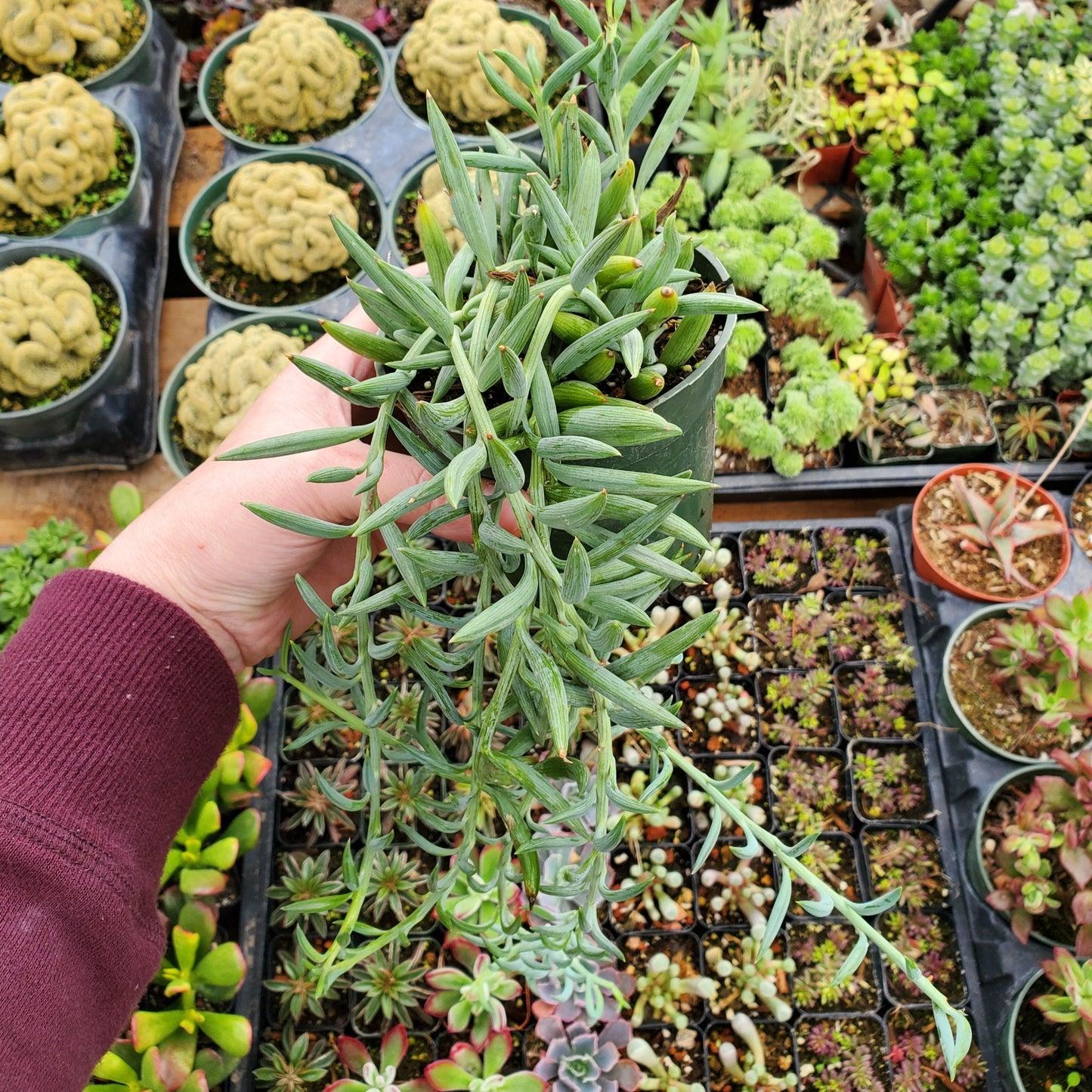 Succulent String Of Fish Hooks - View 10 from www redcrocus com