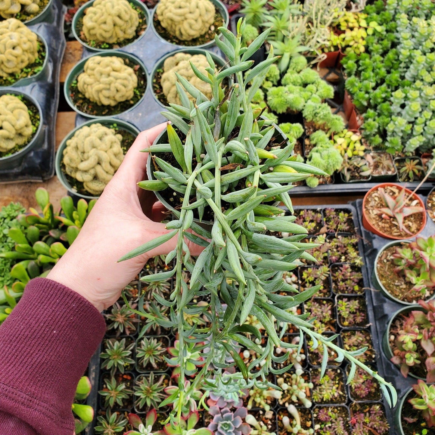 Succulent String Of Fish Hooks - View 11 from www redcrocus com