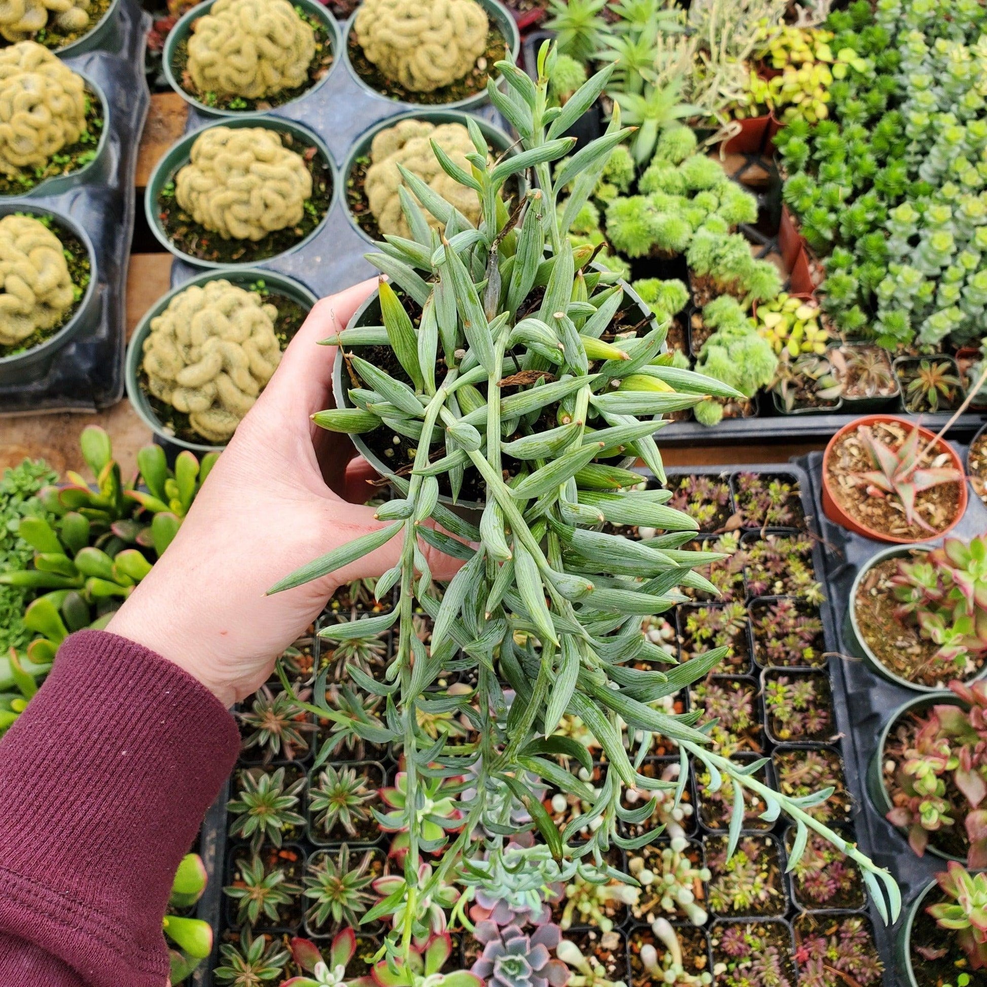 Succulent String Of Fish Hooks - View 11 from www redcrocus com