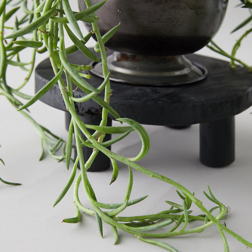 Succulent String Of Fish Hooks - View 13 from www redcrocus com