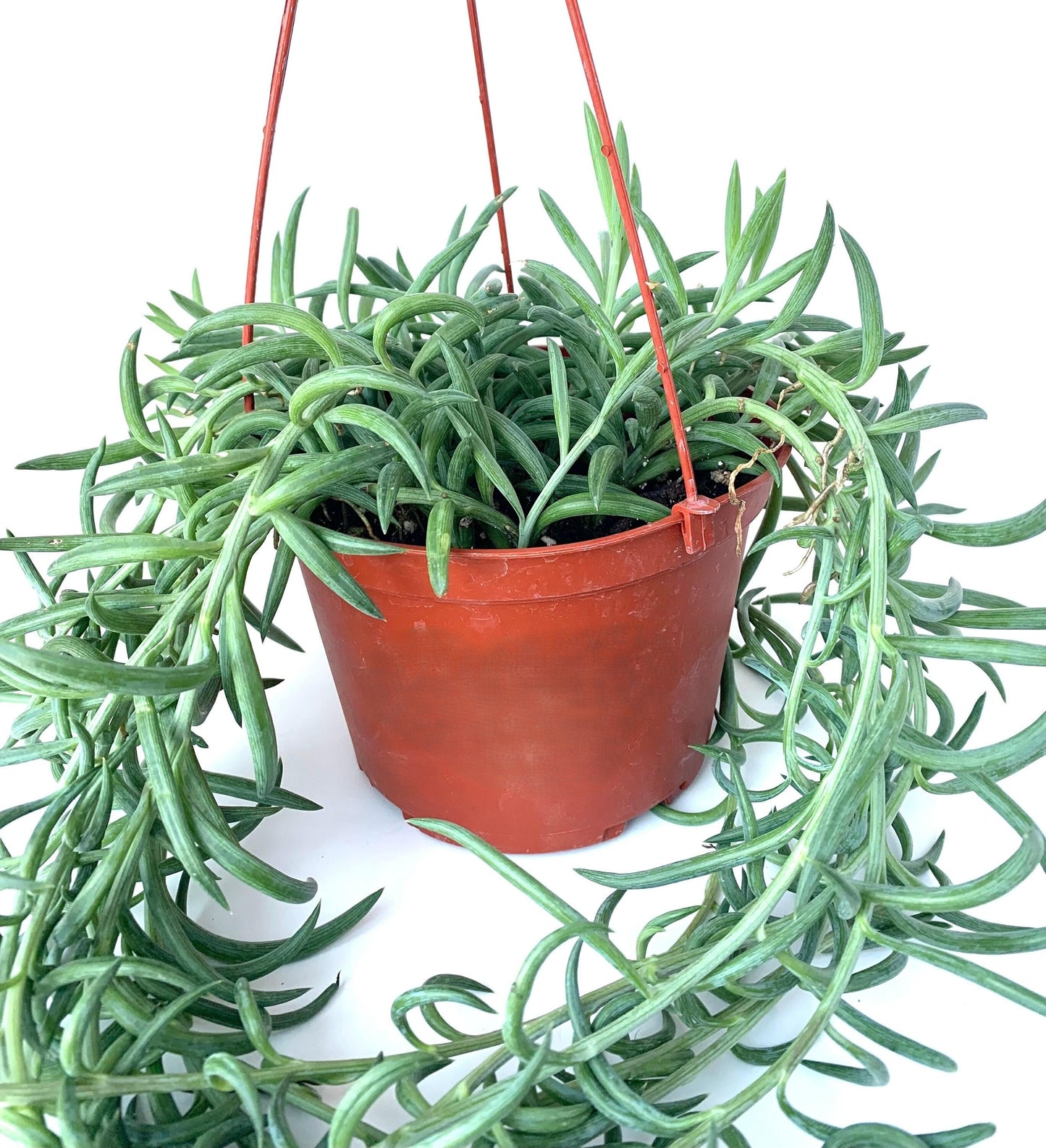 Succulent String Of Fish Hooks - View 13 from www redcrocus com