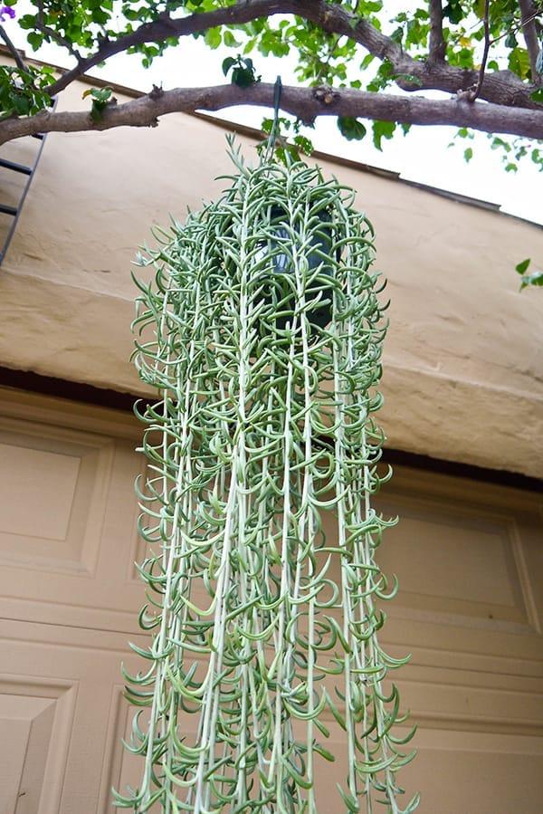 Succulent String Of Fish Hooks - View 15 from www redcrocus com