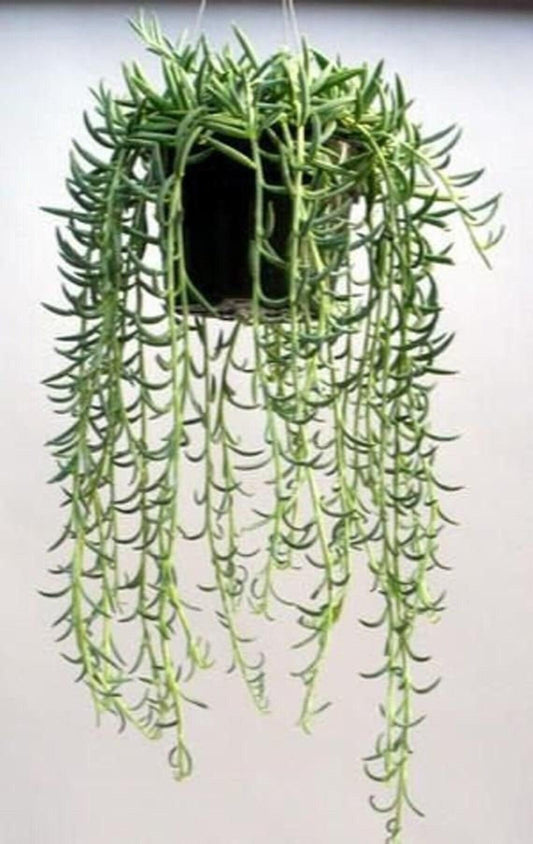 Succulent String Of Fish Hooks - View 16 from www redcrocus com