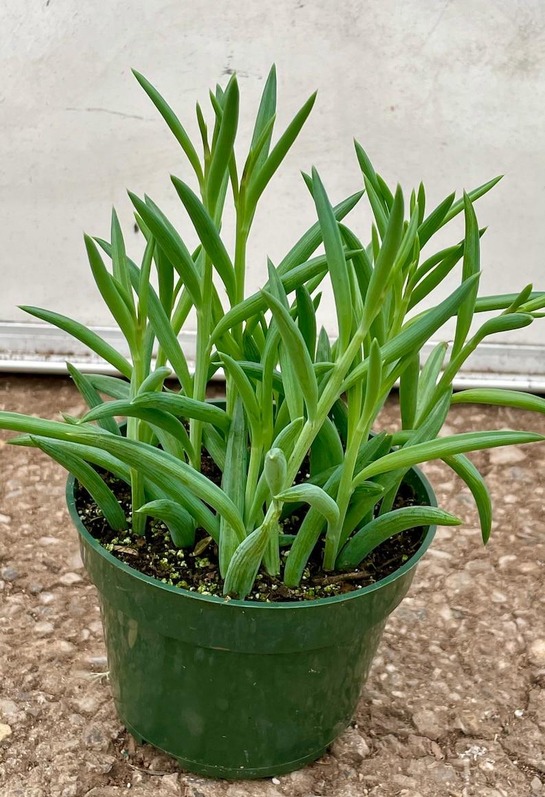 Succulent String Of Fish Hooks - View 17 from www redcrocus com