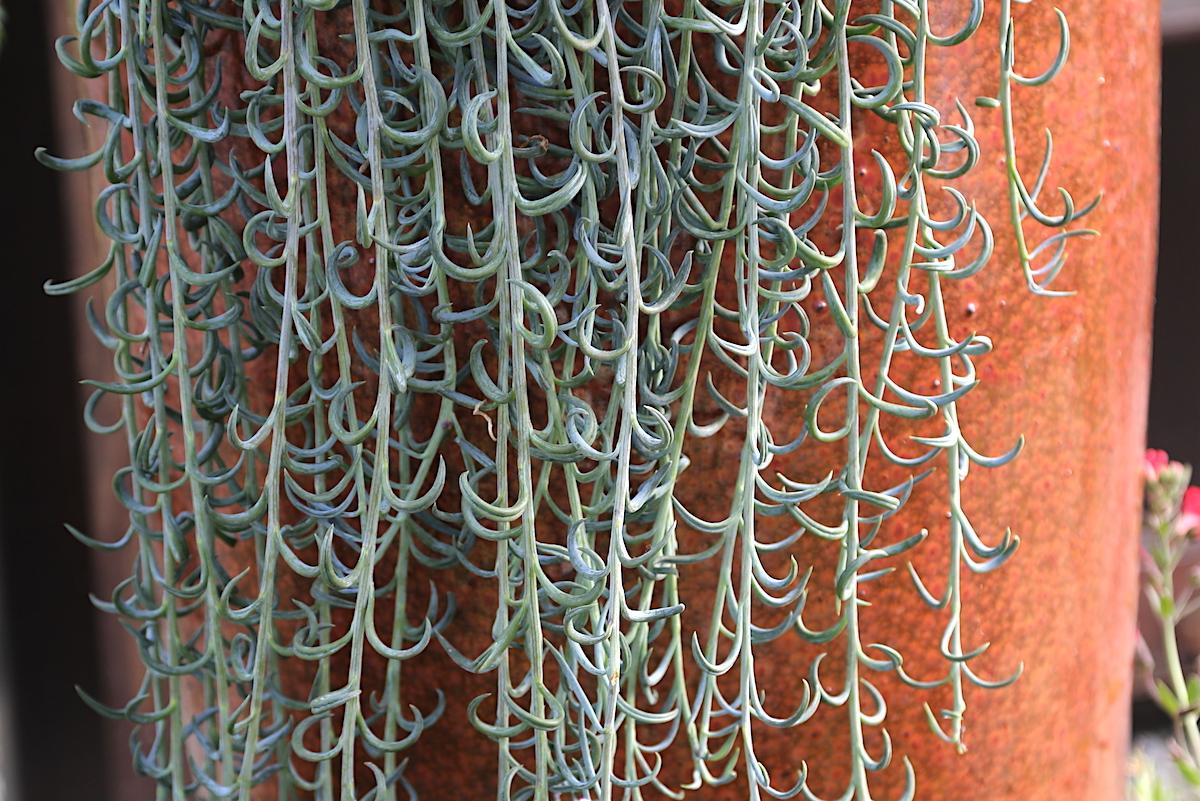 Succulent String Of Fish Hooks - View 18 from www redcrocus com