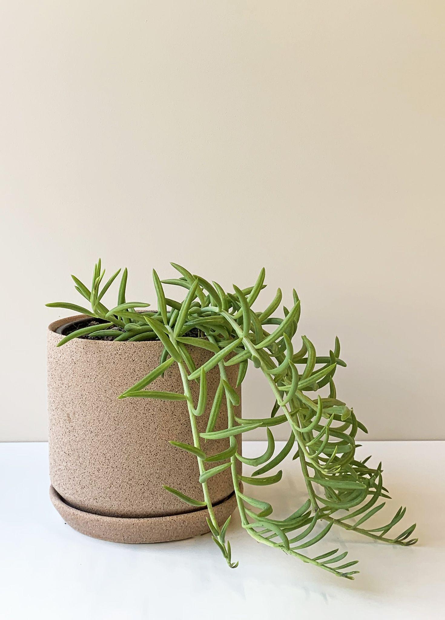 Succulent String Of Fish Hooks - View 19 from www redcrocus com