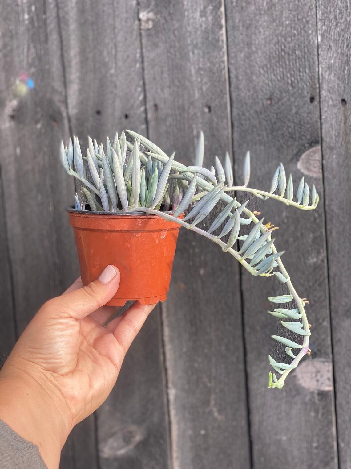 Succulent String Of Fish Hooks - View 2 from www redcrocus com