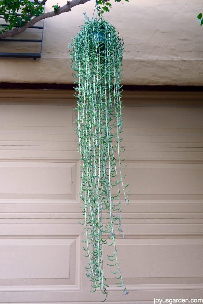 Succulent String Of Fish Hooks - View 3 from www redcrocus com