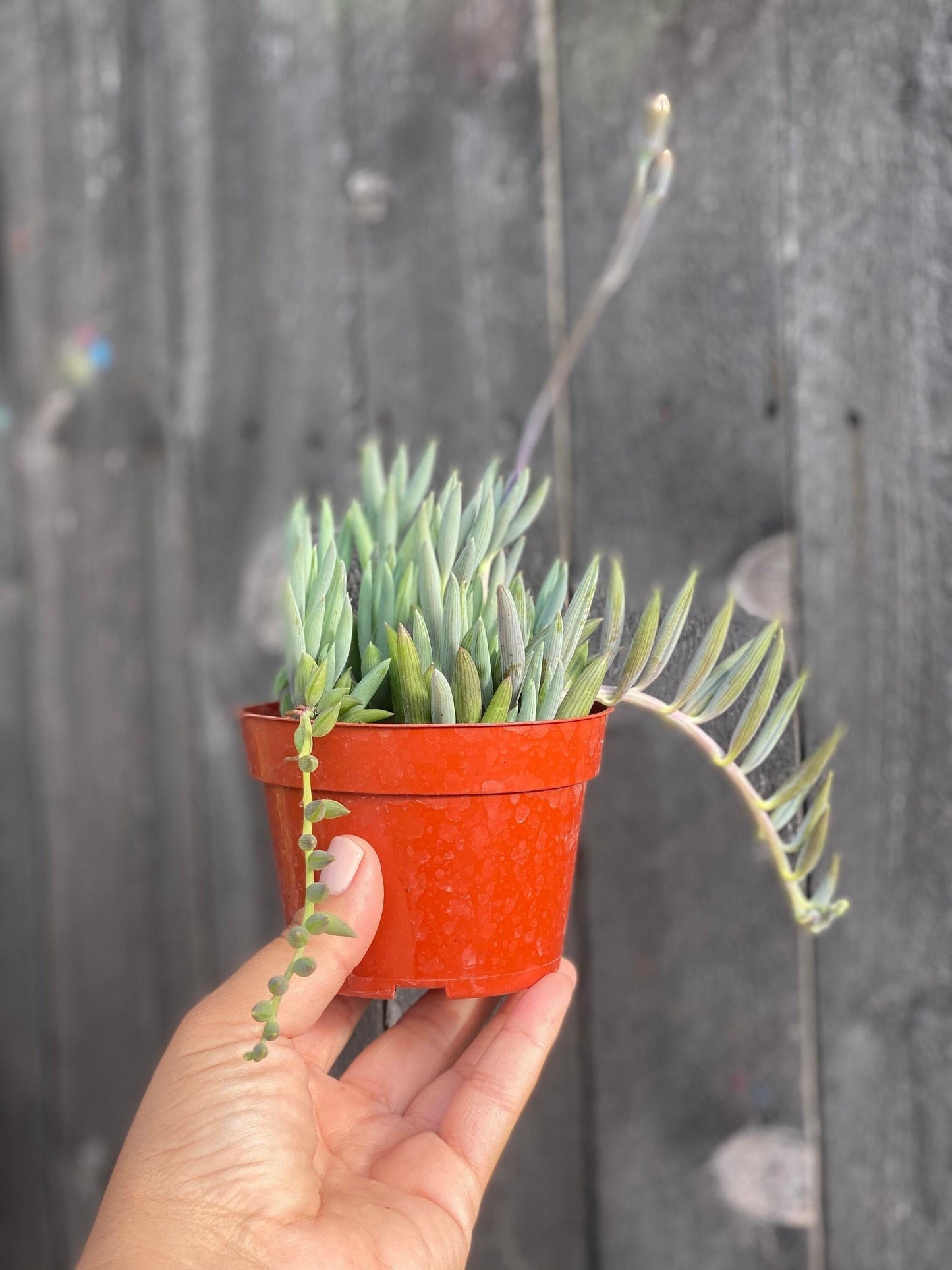 Succulent String Of Fish Hooks - View 4 from www redcrocus com