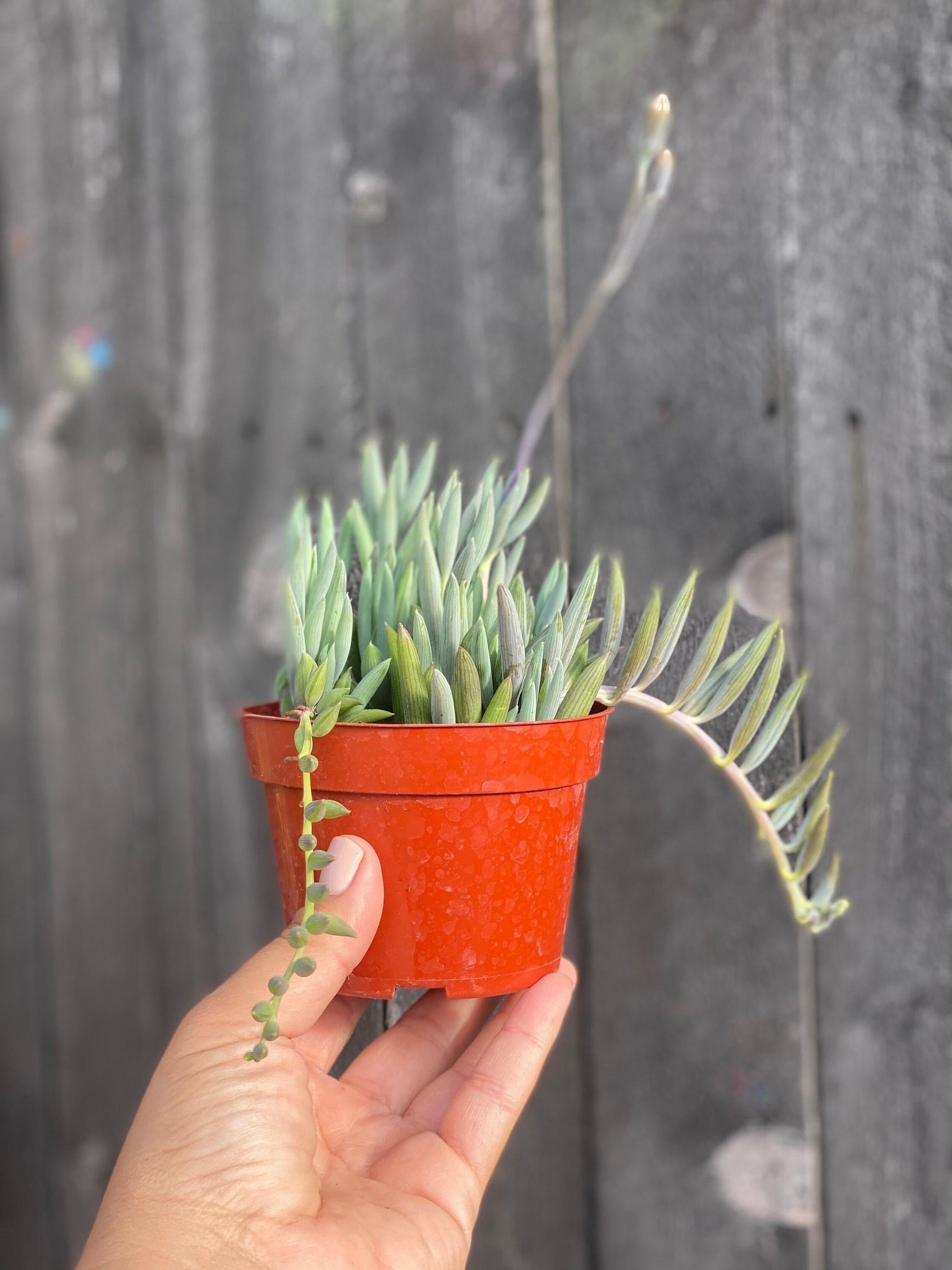 Succulent String Of Fish Hooks - View 4 from www redcrocus com