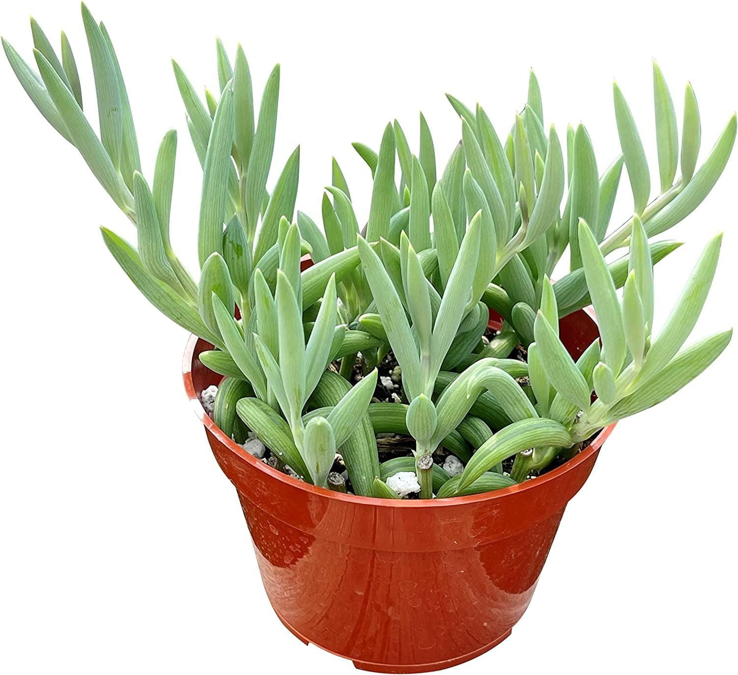 Succulent String Of Fish Hooks - View 6 from www redcrocus com