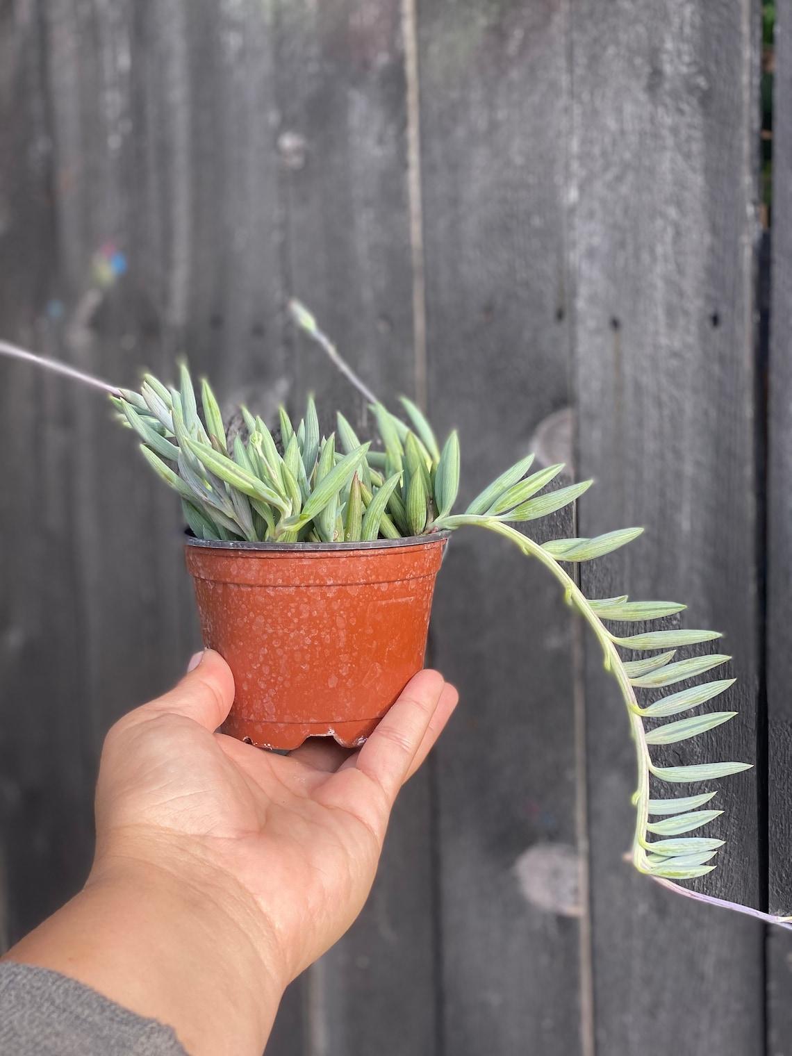 Succulent String Of Fish Hooks - View 7 from www redcrocus com