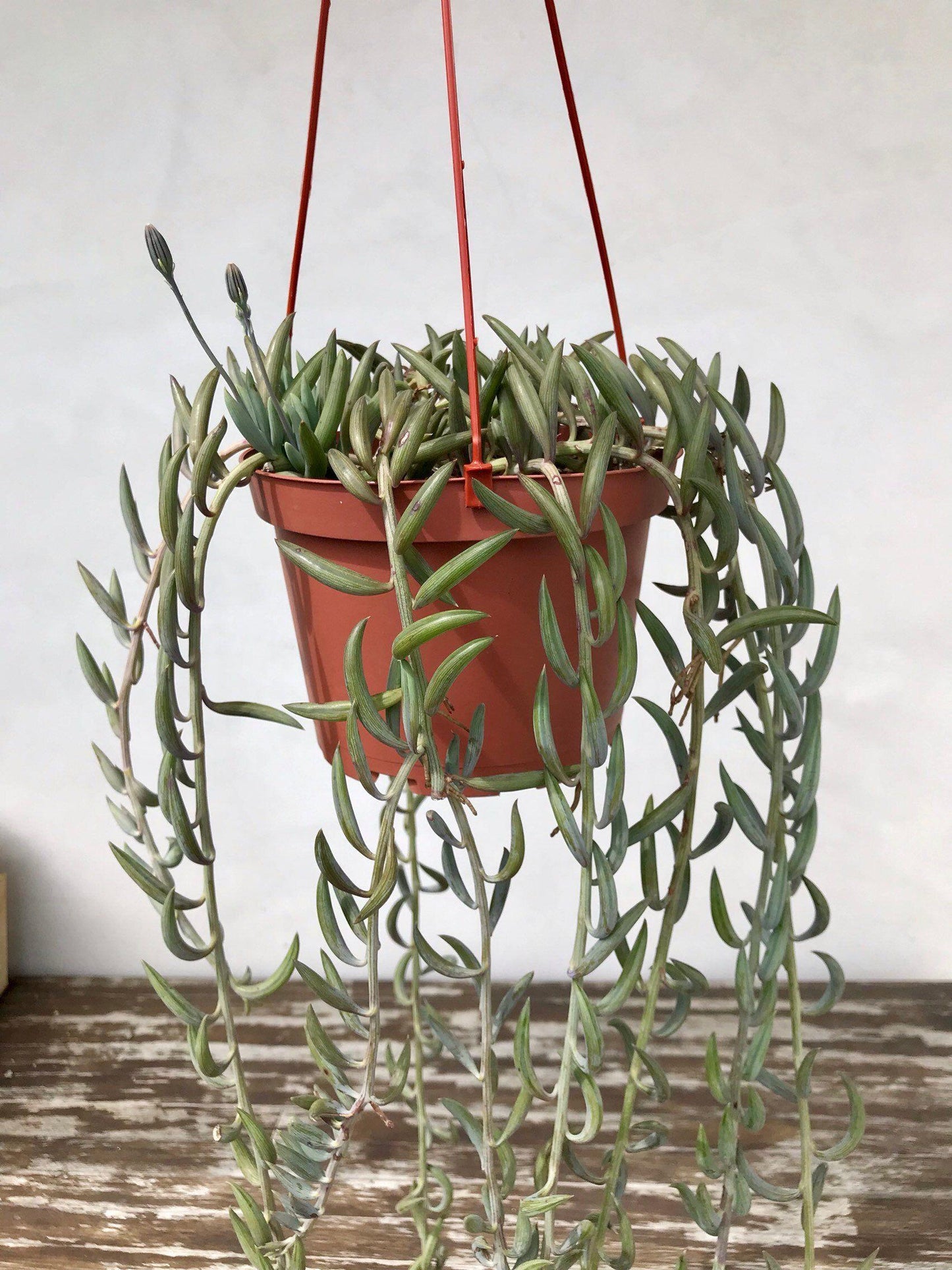 Succulent String Of Fish Hooks - View 8 from www redcrocus com