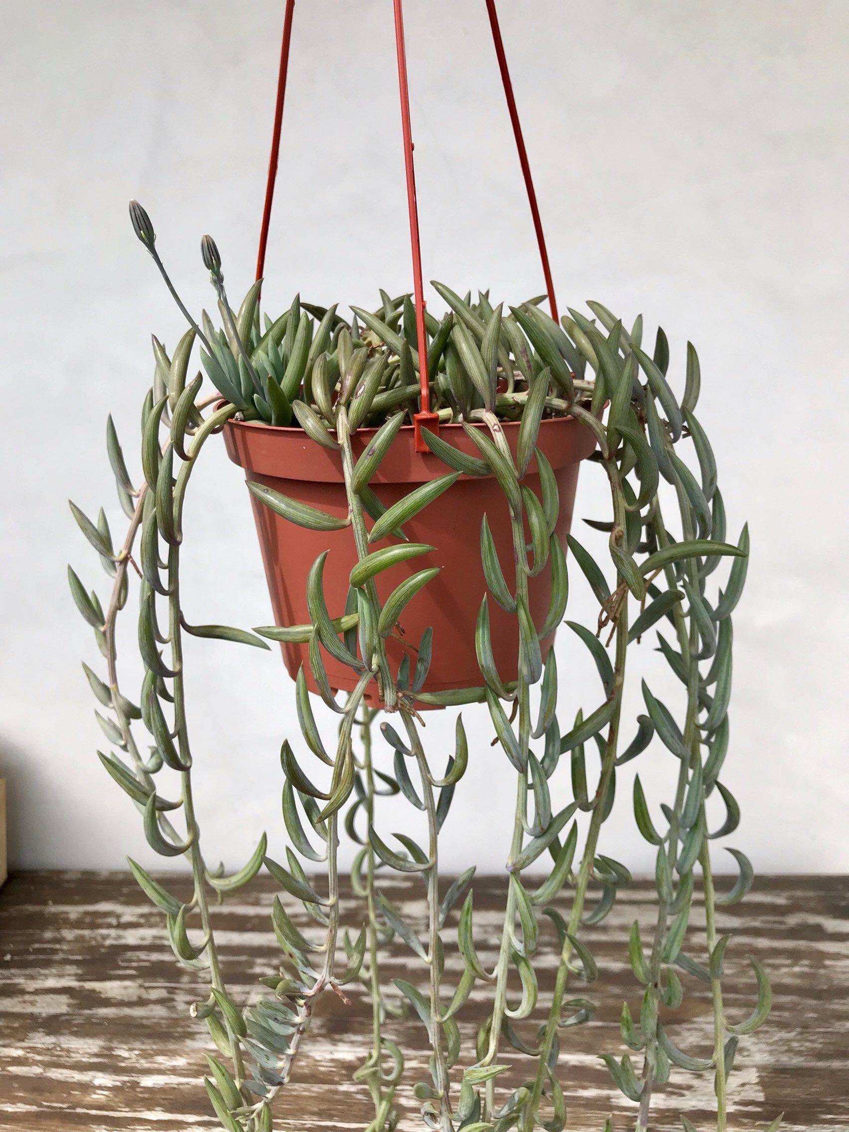 Succulent String Of Fish Hooks - View 8 from www redcrocus com