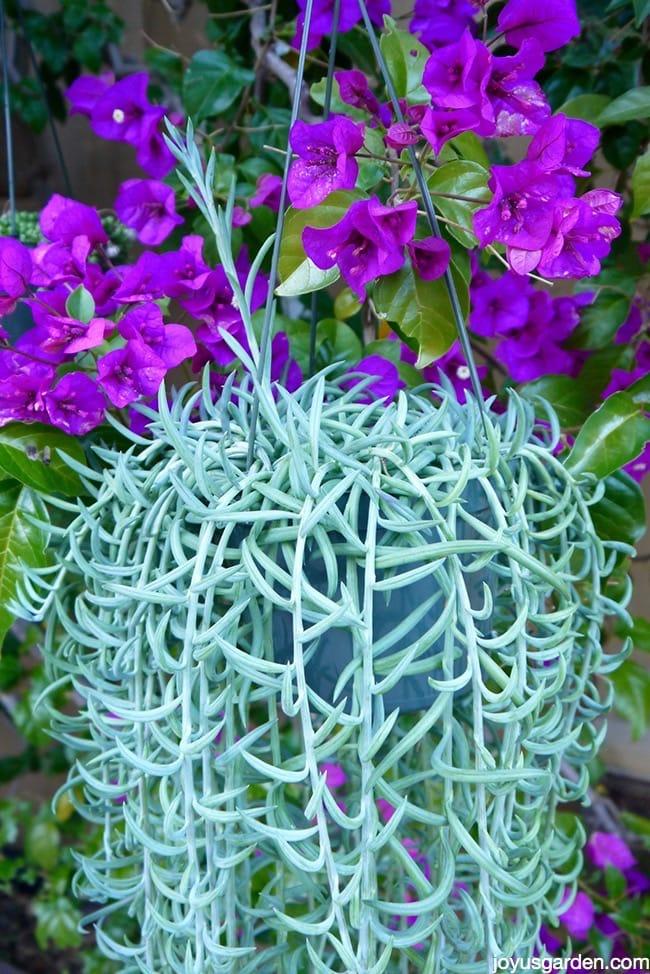 Succulent String Of Fish Hooks - View 9 from www redcrocus com
