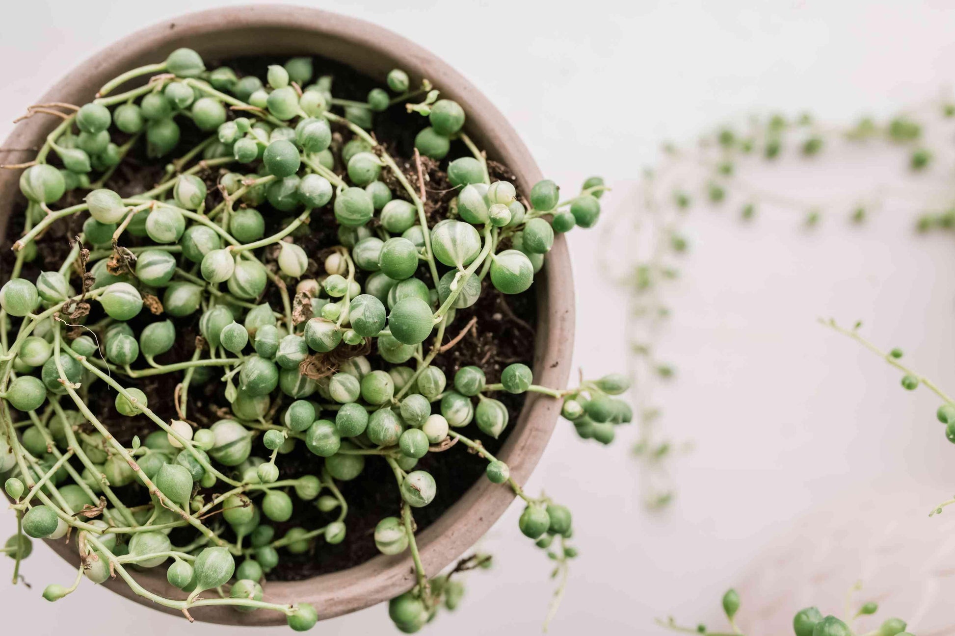 Succulent String Of Pearls - View 10 from www redcrocus com