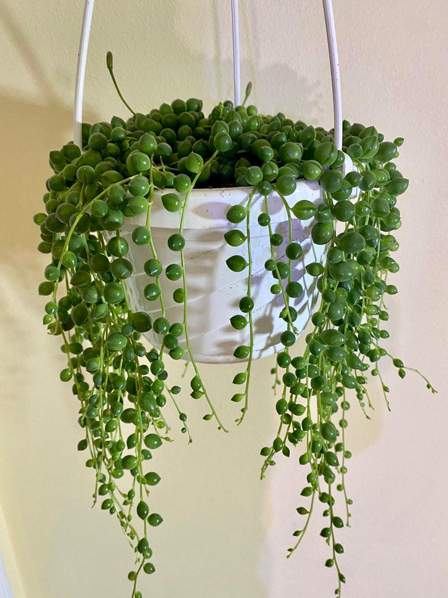 Succulent String Of Pearls - View 12 from www redcrocus com