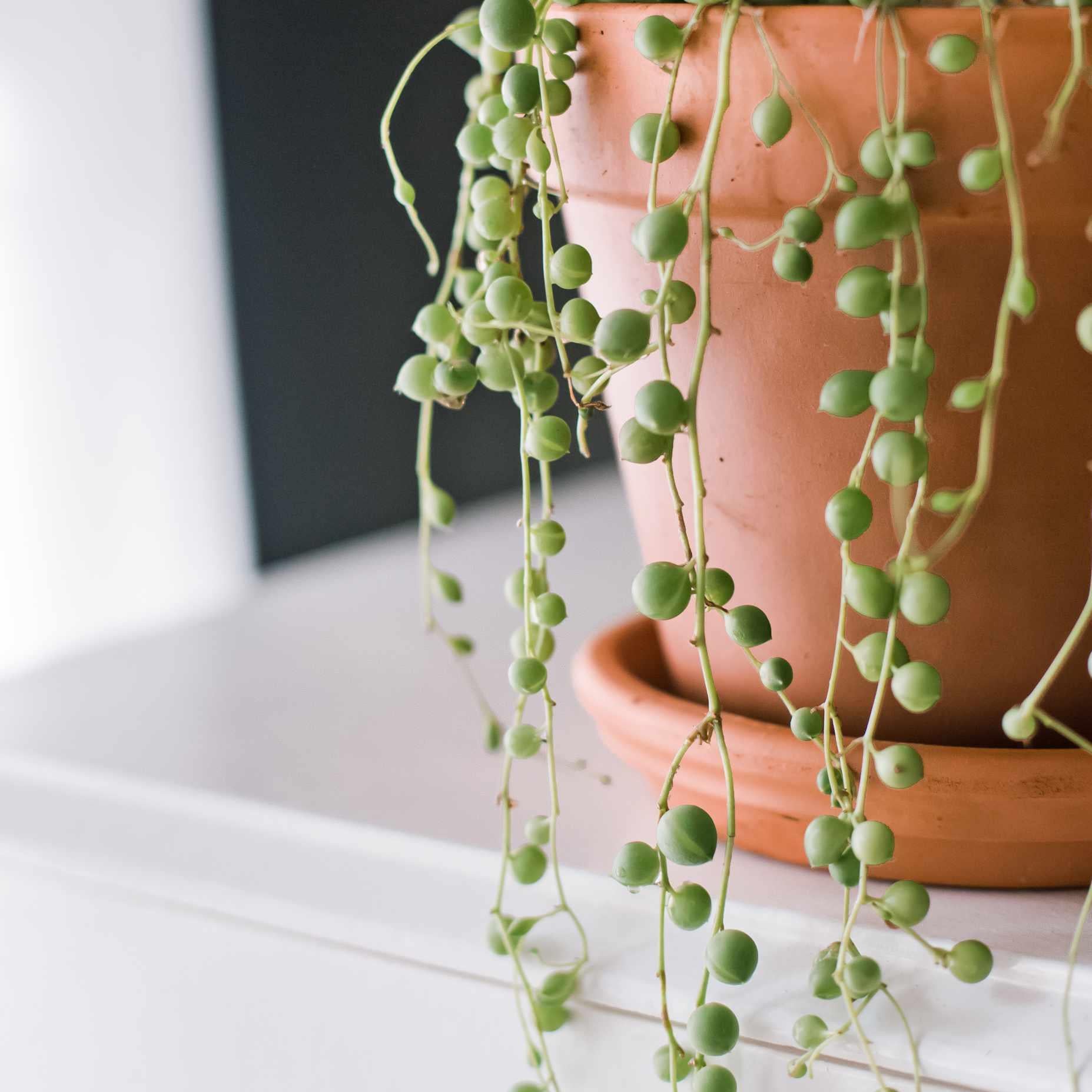 Succulent String Of Pearls - View 13 from www redcrocus com