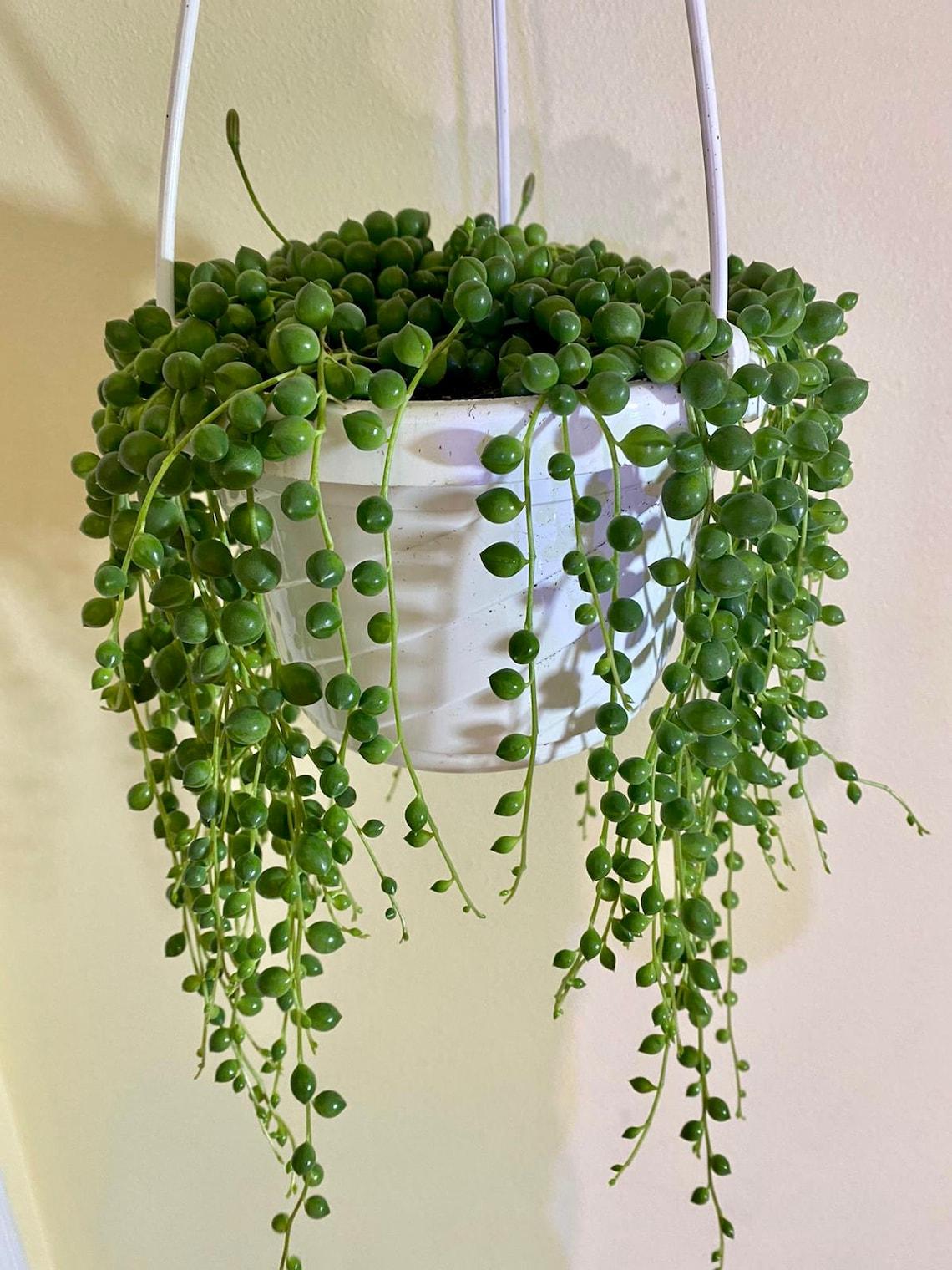 Succulent String Of Pearls - View 14 from www redcrocus com