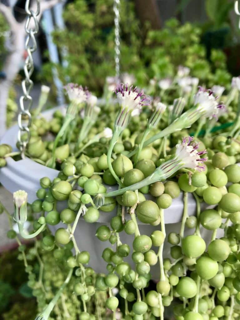 Succulent String Of Pearls - View 15 from www redcrocus com