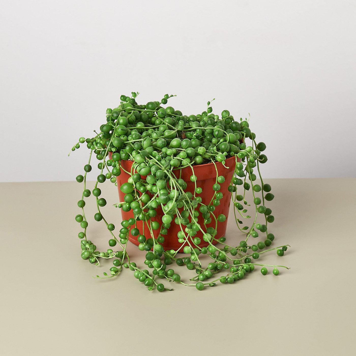 Succulent String Of Pearls - View 16 from www redcrocus com