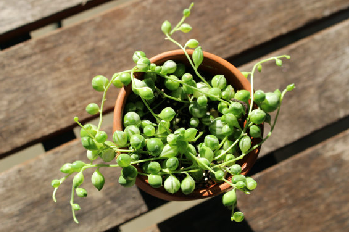 Succulent String Of Pearls - View 17 from www redcrocus com